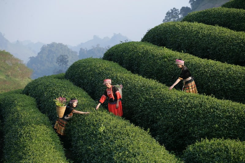 Fine Dining Experience